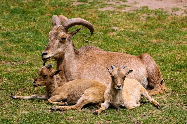 Jazeeri Goat